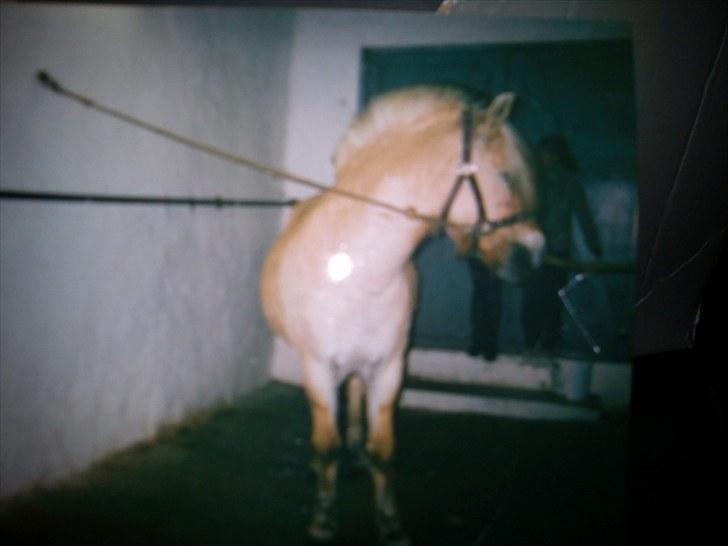 Fjordhest Lyngbjergs Frederik (R.I.P) - <3.. UNDSKYLD DEN MEGET DÅRLIGE KVALITET, ER TAGET FRA BILLEDE #´ foto: mig billede 16