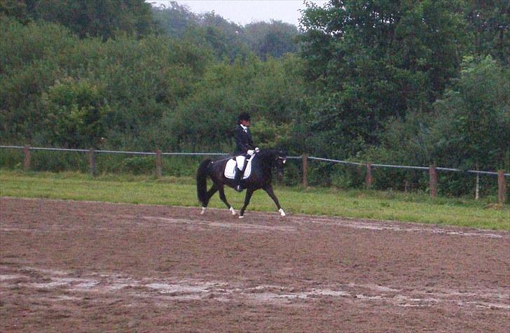 New Forest Løgtholt's Orlando billede 12