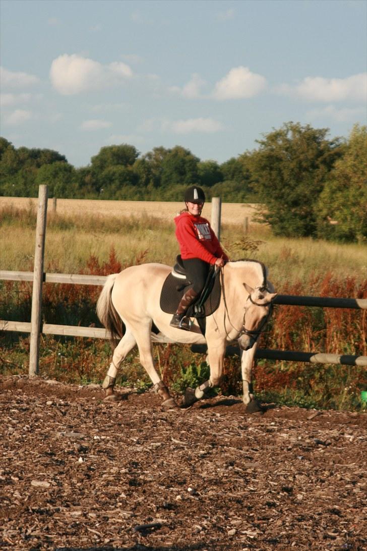 Fjordhest Rune Åby  - billede: 11 billede 11