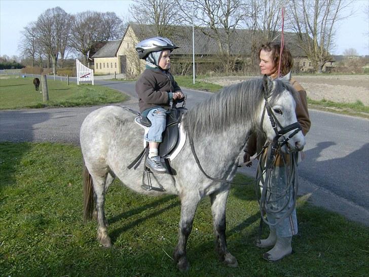 Welsh Mountain (sec A) Pegasus billede 9