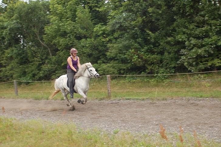 Islænder *Bára fra Stårup* R.I.P - Første gang på bane det nye sted taget 8 August 2010 billede 2