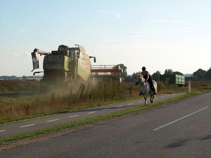 Islænder *Bára fra Stårup* R.I.P billede 3