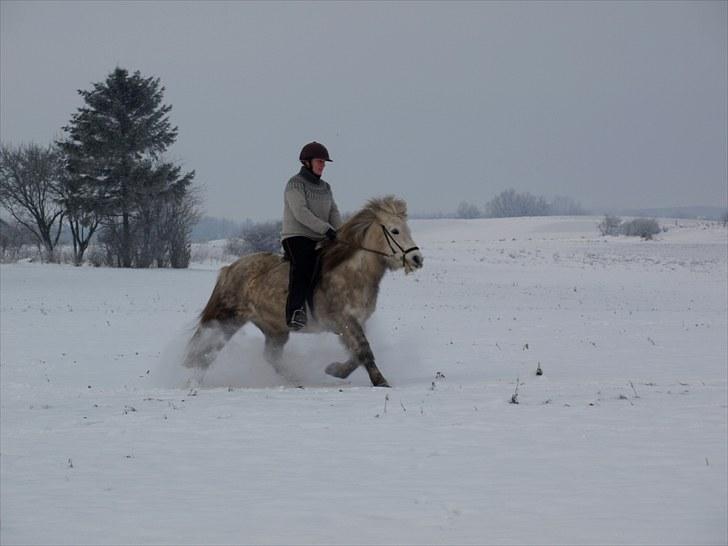 Islænder *Bára fra Stårup* R.I.P billede 4
