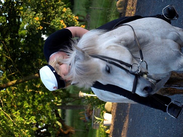 Islænder *Bára fra Stårup* R.I.P billede 5