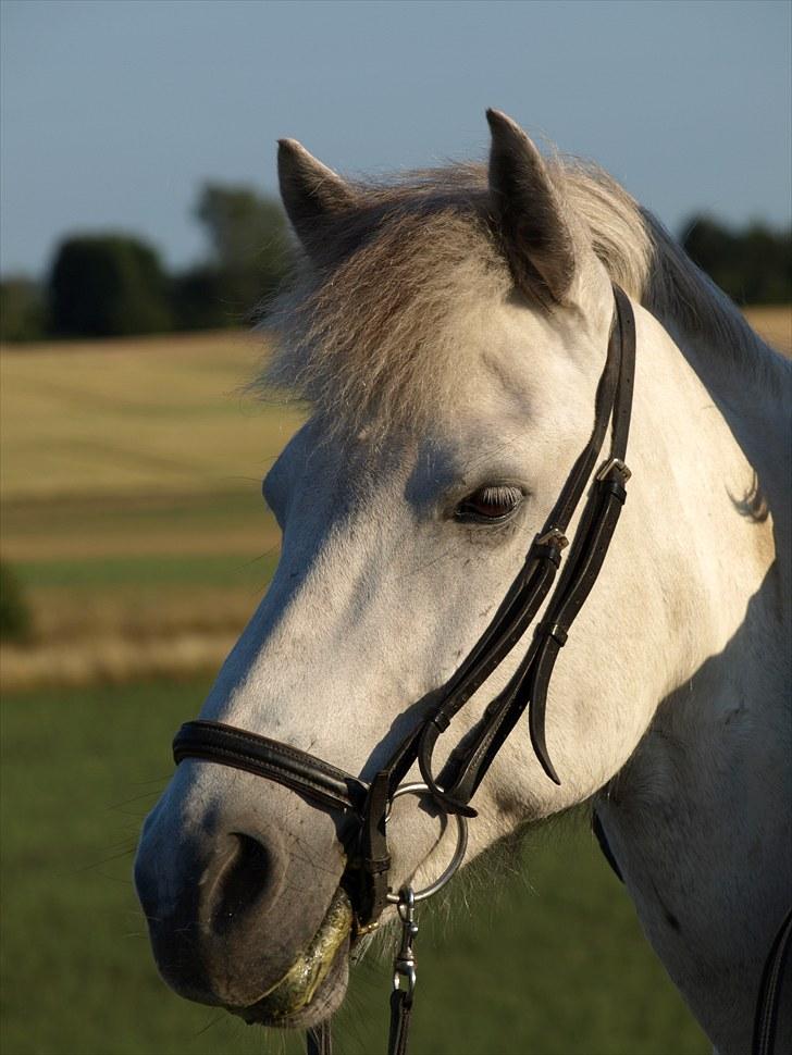 Islænder *Bára fra Stårup* R.I.P billede 7