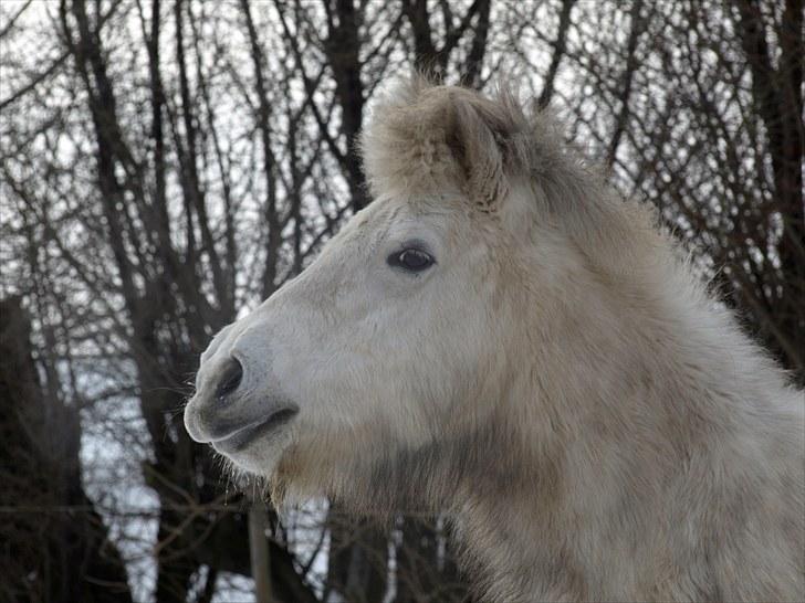 Islænder *Bára fra Stårup* R.I.P - Alf i følge min kæreste :p billede 8
