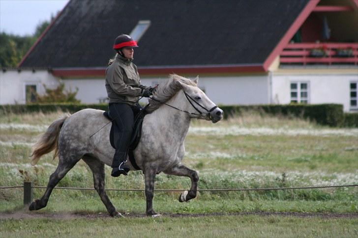 Islænder *Bára fra Stårup* R.I.P billede 9