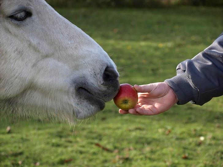 Islænder *Bára fra Stårup* R.I.P - Bára og min kæreste <3  billede 10