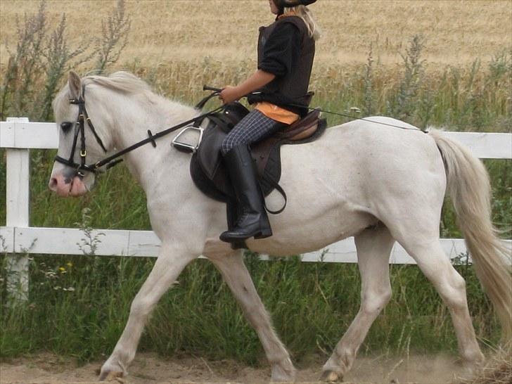 Anden særlig race Ramse - Rideskole pony - Line og Ramse. Træning  billede 2