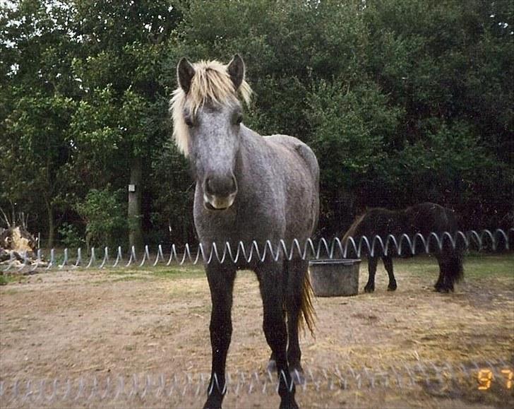 Islænder *Bára fra Stårup* R.I.P - Som 1 års - der er sket lidt med farverne siden :D billede 11