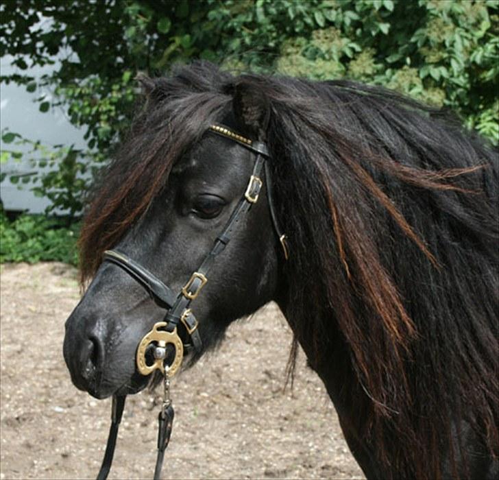Anden særlig race Sylvester <3 (Gl. passer) - velkommen til sylles profil:D billede 1