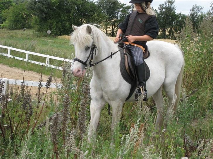 Anden særlig race Ramse - Rideskole pony - Line og Ramse skridter ned ad banketten (: billede 3