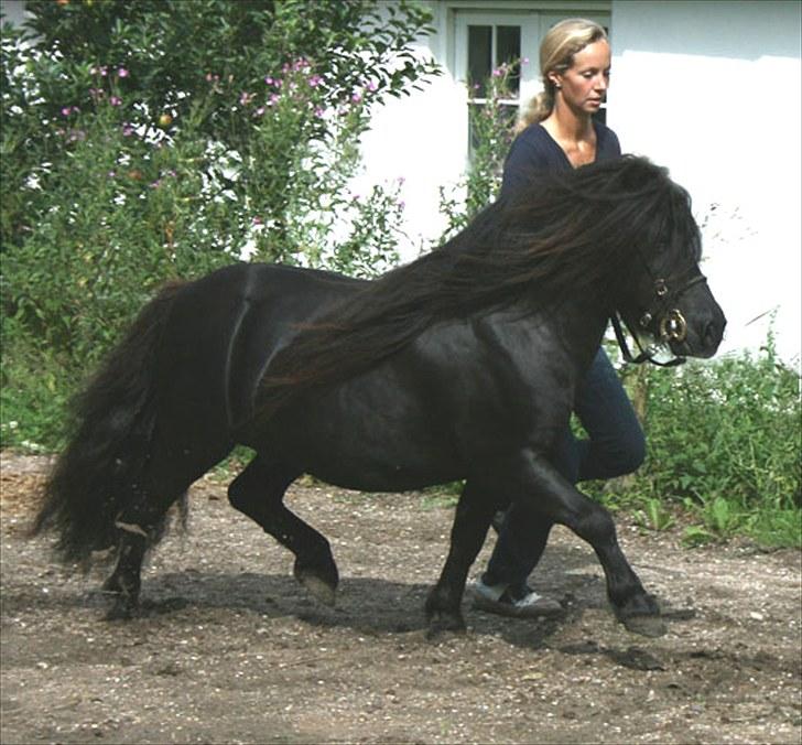 Anden særlig race Sylvester <3 (Gl. passer) - igen billede 3