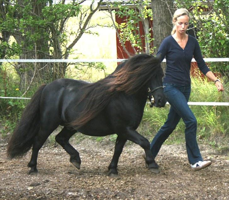 Anden særlig race Sylvester <3 (Gl. passer) - og igen billede 4