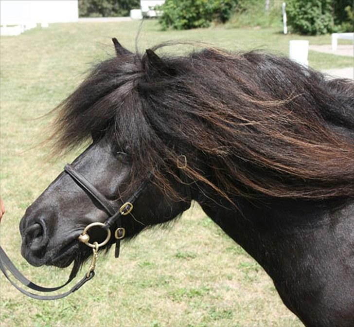 Anden særlig race Sylvester <3 (Gl. passer) - som model :) billede 5