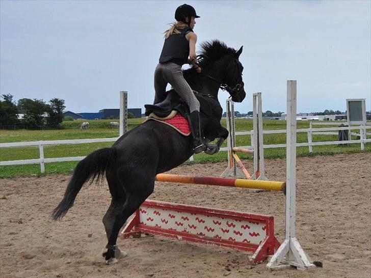 Anden særlig race Vanessa.* Red* billede 7