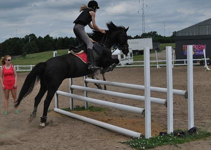 Anden særlig race Vanessa.* Red* billede 8