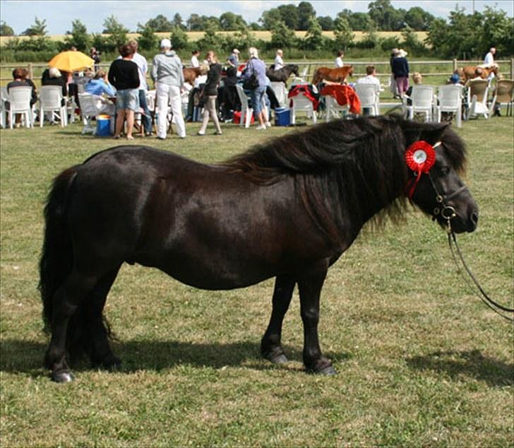 Anden særlig race Sylvester <3 (Gl. passer) - sylle vinder<3 <3 hehe billede 7