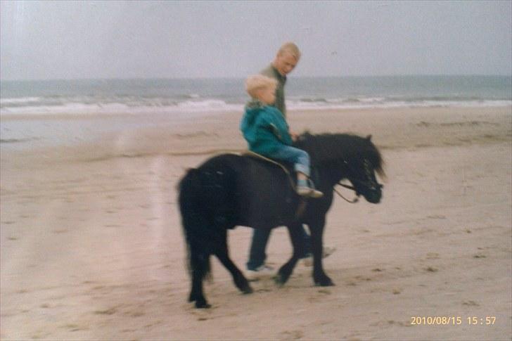 Anden særlig race Sylvester <3 (Gl. passer) - de rider på stranden og sylle elsker det.. :) billede 9