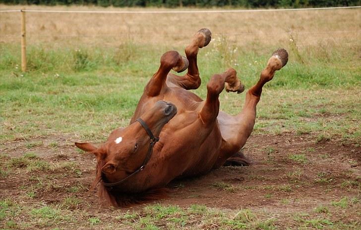 Oldenborg LINETTE HÆRUP - 15: 15. august. Rulletur på folden.. billede 15