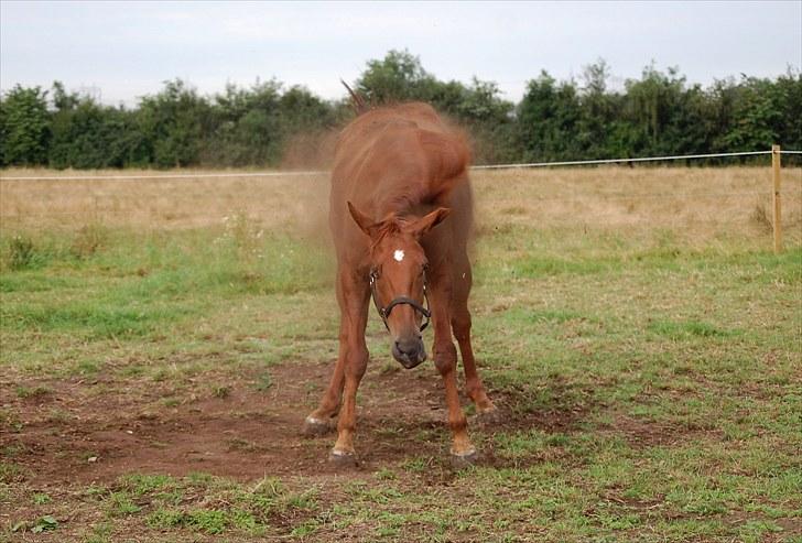 Oldenborg LINETTE HÆRUP - 16:  15. august. Det værste støv skal lige rystes af..  billede 16