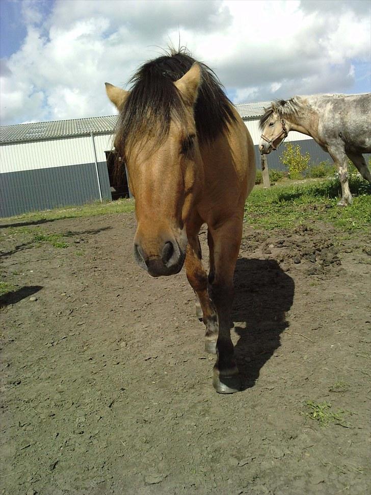 Anden særlig race Tarzan  #SOLGT# billede 19