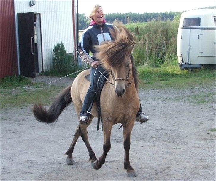 Islænder Skarphedinn fra Skiveren - Velkommen(: læg gerne en kommentar og en bedømmelse ;) Lone rider skarpi :) foto: Anne C billede 1