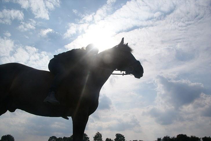 Anden særlig race Claudius - smukt billede ude på marken billede 1