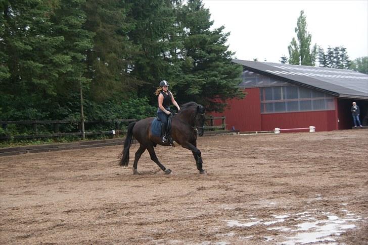 Anden særlig race Claudius - dressur billede 9