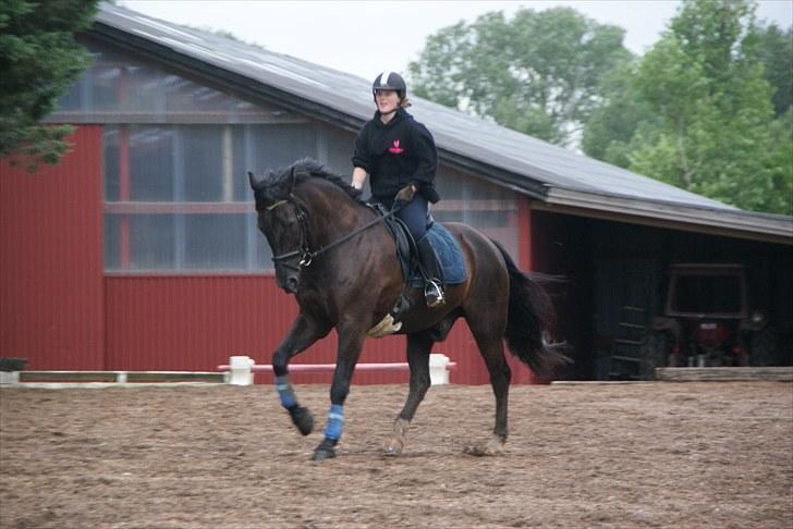 Anden særlig race Claudius - dressur billede 2