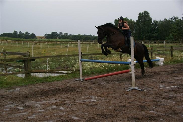 Anden særlig race Claudius - 1 meter  billede 4