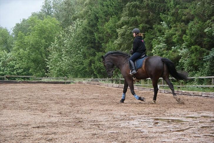 Anden særlig race Claudius - dressur billede 11