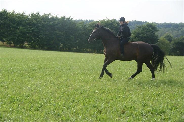 Anden særlig race Claudius - en dejlig tur ude på markene  billede 12