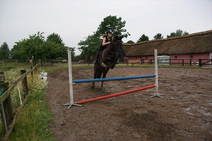 Anden særlig race Claudius - hop hop lille hest  billede 13