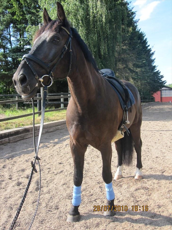 Anden særlig race Claudius - klar til en lille ridetur (:  billede 17