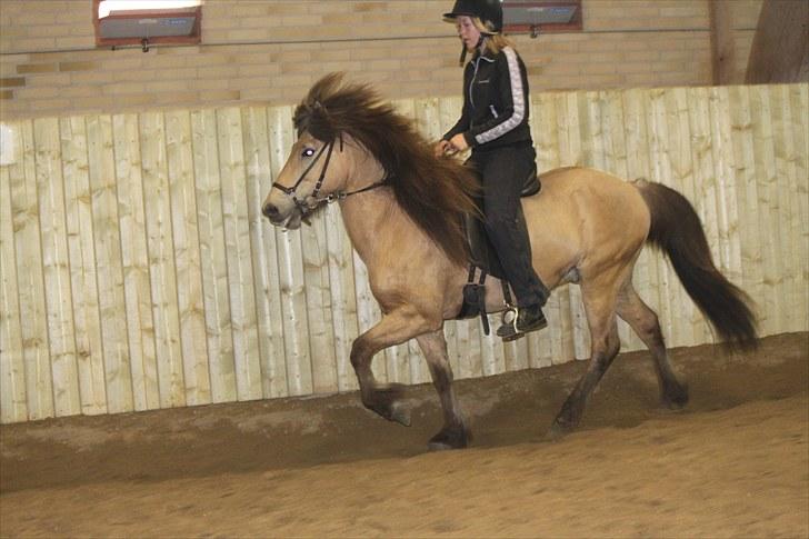 Islænder Skarphedinn fra Skiveren billede 6