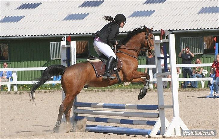 Anden særlig race Robin  - Breddestævne på SLRK red afd. A :) Var den eneste fejlfrie på holdet ;) Fotograf: Lone P billede 20