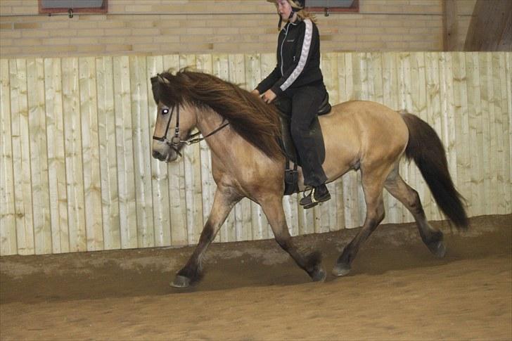 Islænder Skarphedinn fra Skiveren billede 10