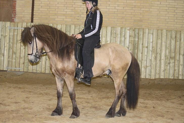 Islænder Skarphedinn fra Skiveren billede 11