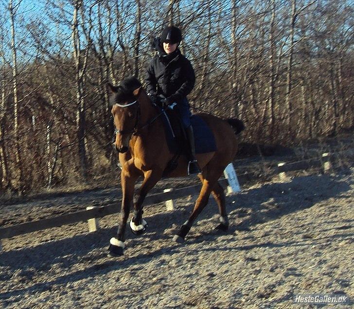 Irsk Sportspony Picasso *søsters* - Galop pony! billede 3