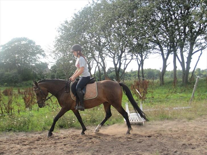 New Forest Lundgaards Gin billede 1