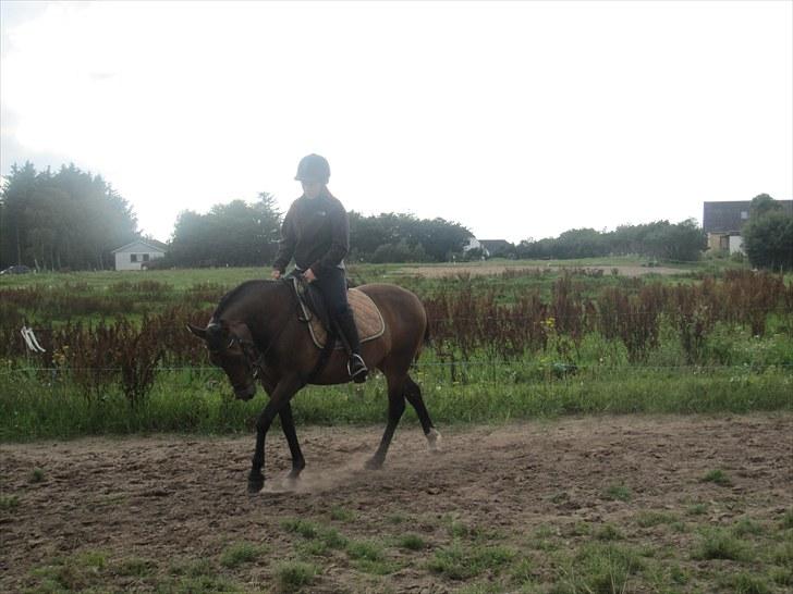 New Forest Lundgaards Gin billede 2