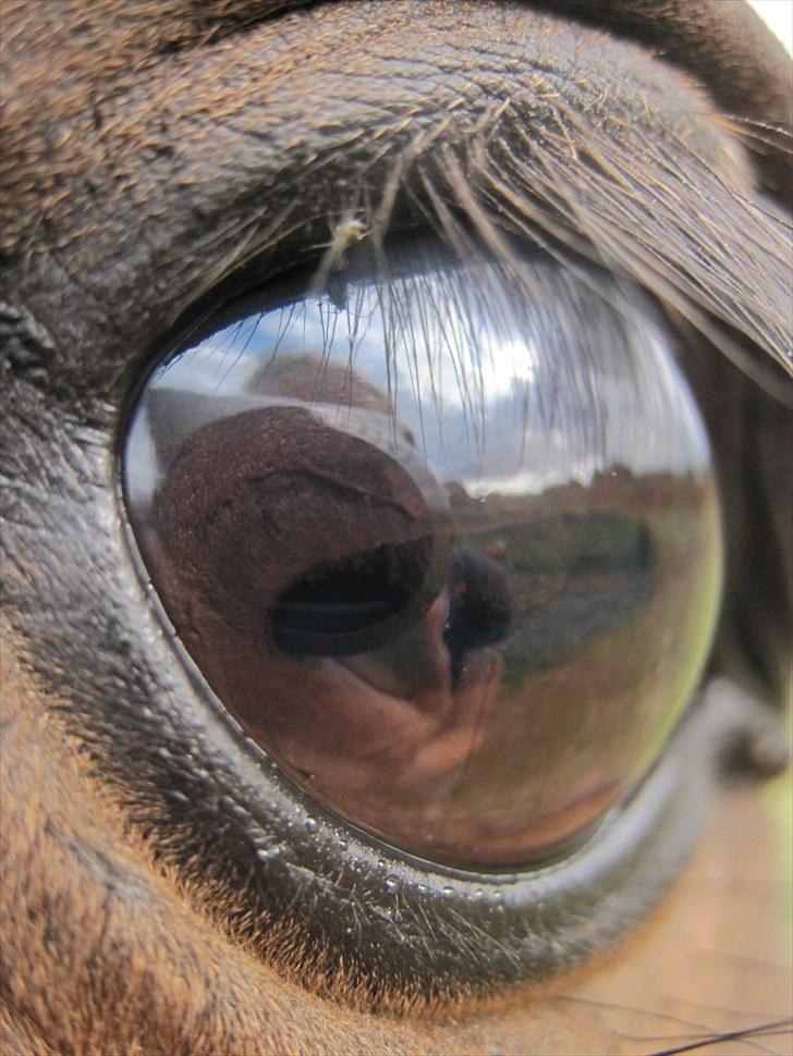 New Forest Lundgaards Gin billede 4