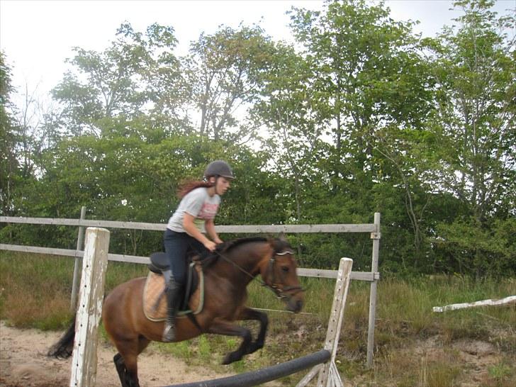 New Forest Lundgaards Gin billede 5