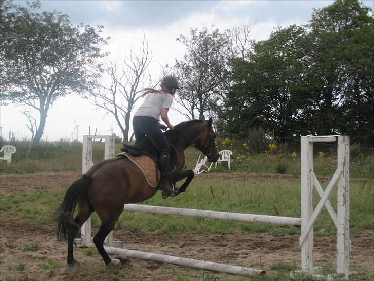 New Forest Lundgaards Gin billede 6