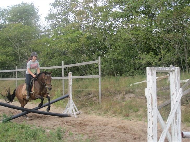 New Forest Lundgaards Gin billede 7