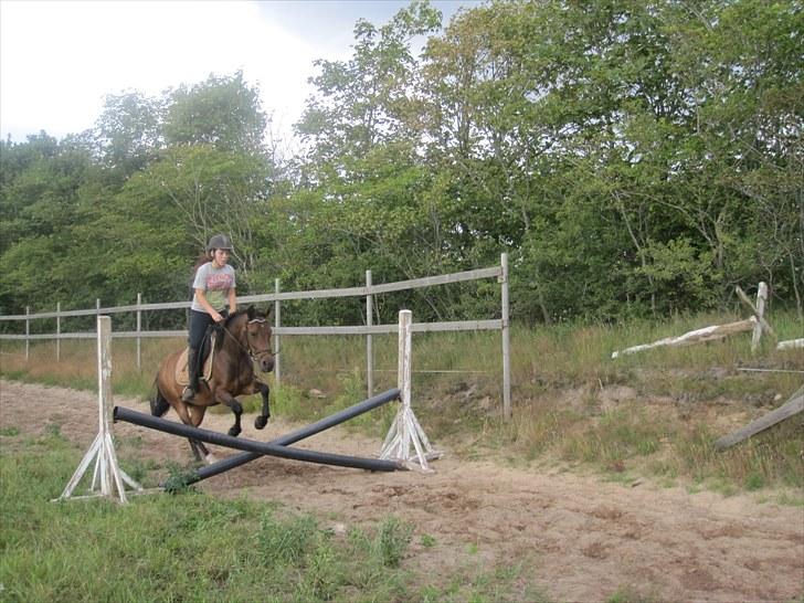 New Forest Lundgaards Gin billede 8