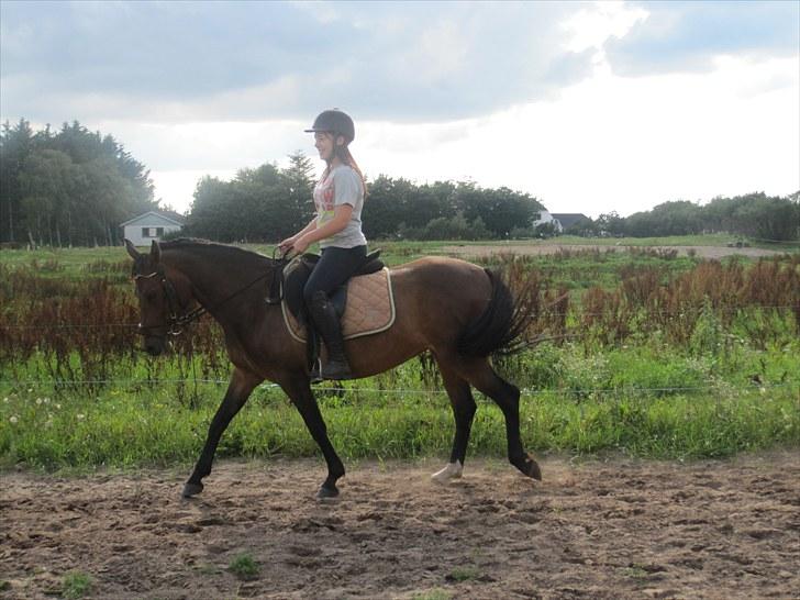 New Forest Lundgaards Gin billede 9