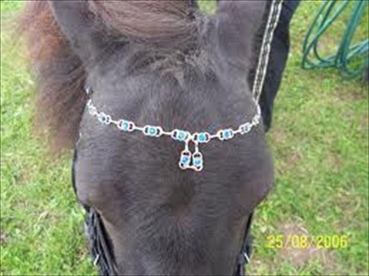 Anden særlig race Sylvester <3 (Gl. passer) - hans smukke pandebånd men tante selv har lavet.. <3 <3 billede 11