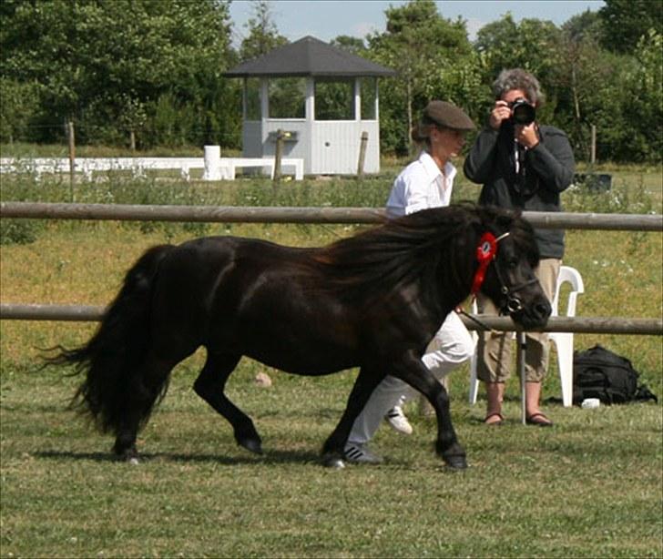 Anden særlig race Sylvester <3 (Gl. passer) - til kåring med min tante igen.. :D billede 12